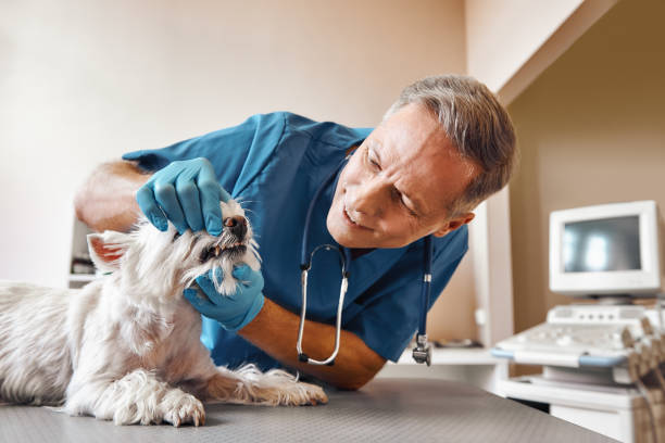 Best Weekend Emergency Dentist in Eureka, MO